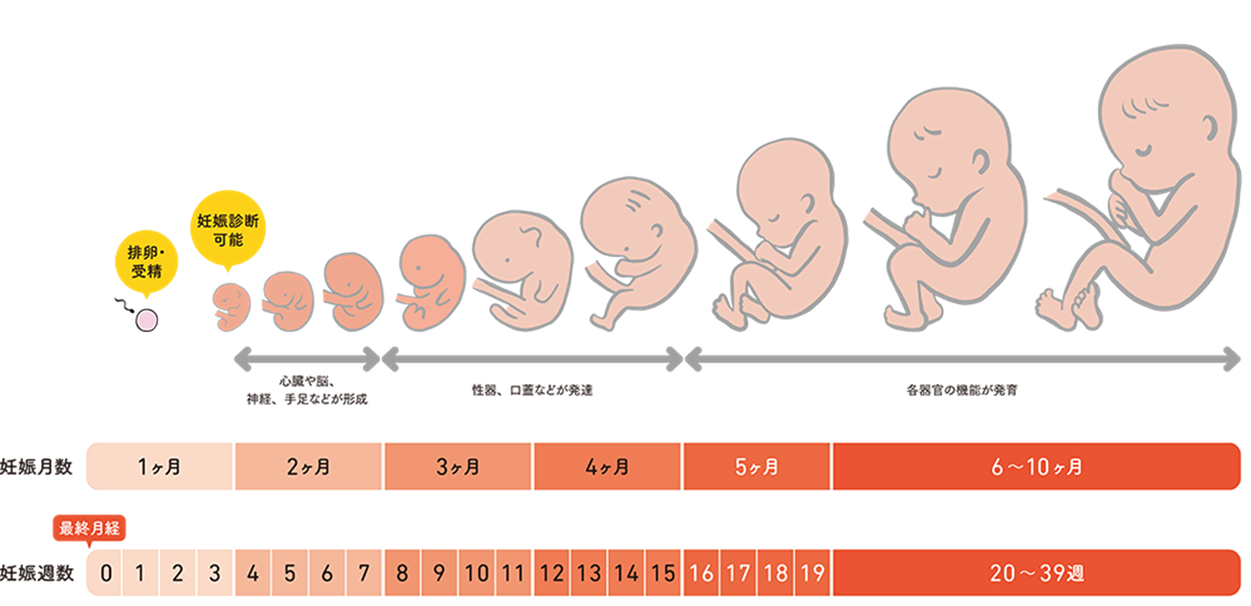 妊娠後期には何が発達するのでしょうか?